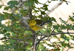 Setophaga townsendi × occidentalis