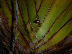 Celatoblatta undulivitta