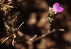 Monechma spartioides