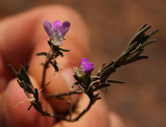 Monechma spartioides