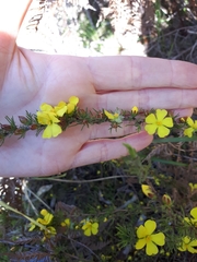 Hibbertia prostrata