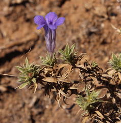 Aptosimum albomarginatum