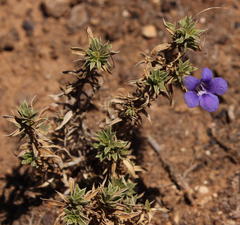 Aptosimum albomarginatum