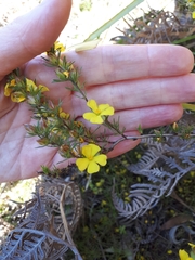 Hibbertia prostrata