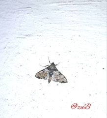 Azochis rufidiscalis