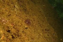 Bispira pacifica