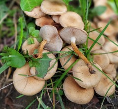 Pholiota angustipes