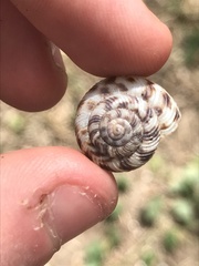 Anguispira strongylodes