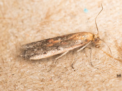 Honora montinatatella