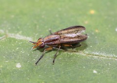 Limnia conica