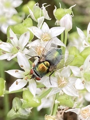 Lucilia sericata