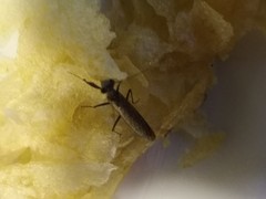 Perlamantis alliberti