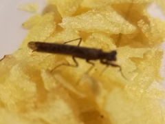 Perlamantis alliberti