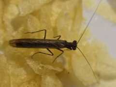 Perlamantis alliberti