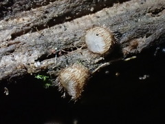 Trichophaeopsis bicuspis