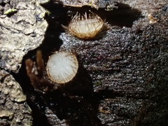 Trichophaeopsis bicuspis