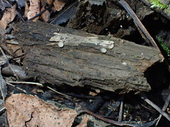 Trichophaeopsis bicuspis