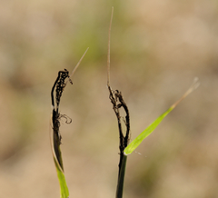 Ustilago cynodontis