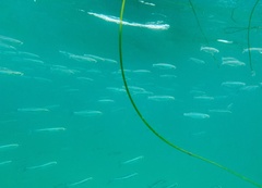 Atherinops affinis