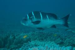 Plectorhinchus playfairi