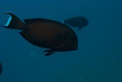 Acanthurus tennentii