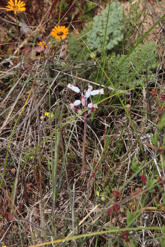 Lachenalia unifolia