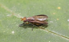 Limnia conica
