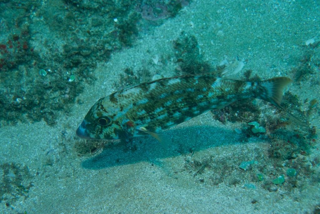 Spotcheek emperor (Lethrinus rubrioperculatus) — Lethrinidae