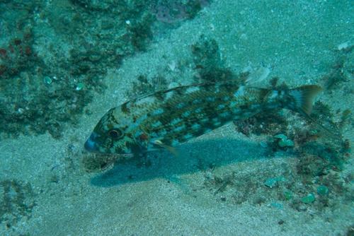 Spotcheek emperor (Lethrinus rubrioperculatus) — Lethrinidae