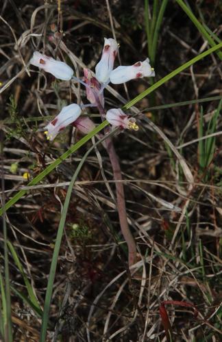 Lachenalia unifolia