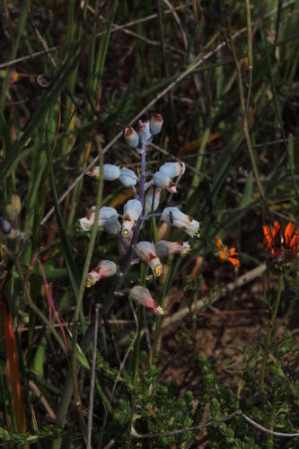 Lachenalia unifolia