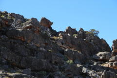 Widdringtonia wallichii