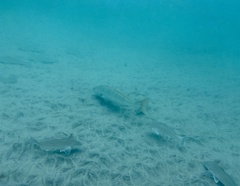 Atractoscion nobilis