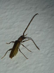 Xystrocera erosa