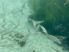 Atractoscion nobilis