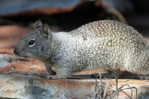 Douglas's Ground Squirrel
