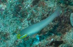 Valenciennea strigata