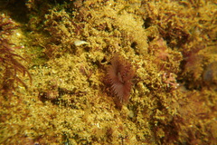 Bispira pacifica