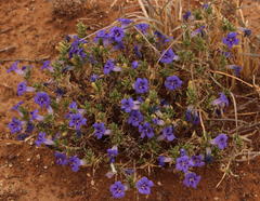 Aptosimum albomarginatum
