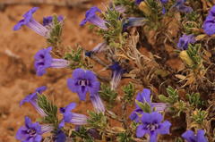 Aptosimum albomarginatum