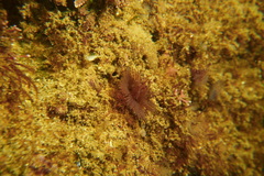 Bispira pacifica