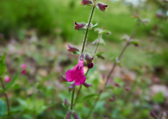 Salvia angustiarum
