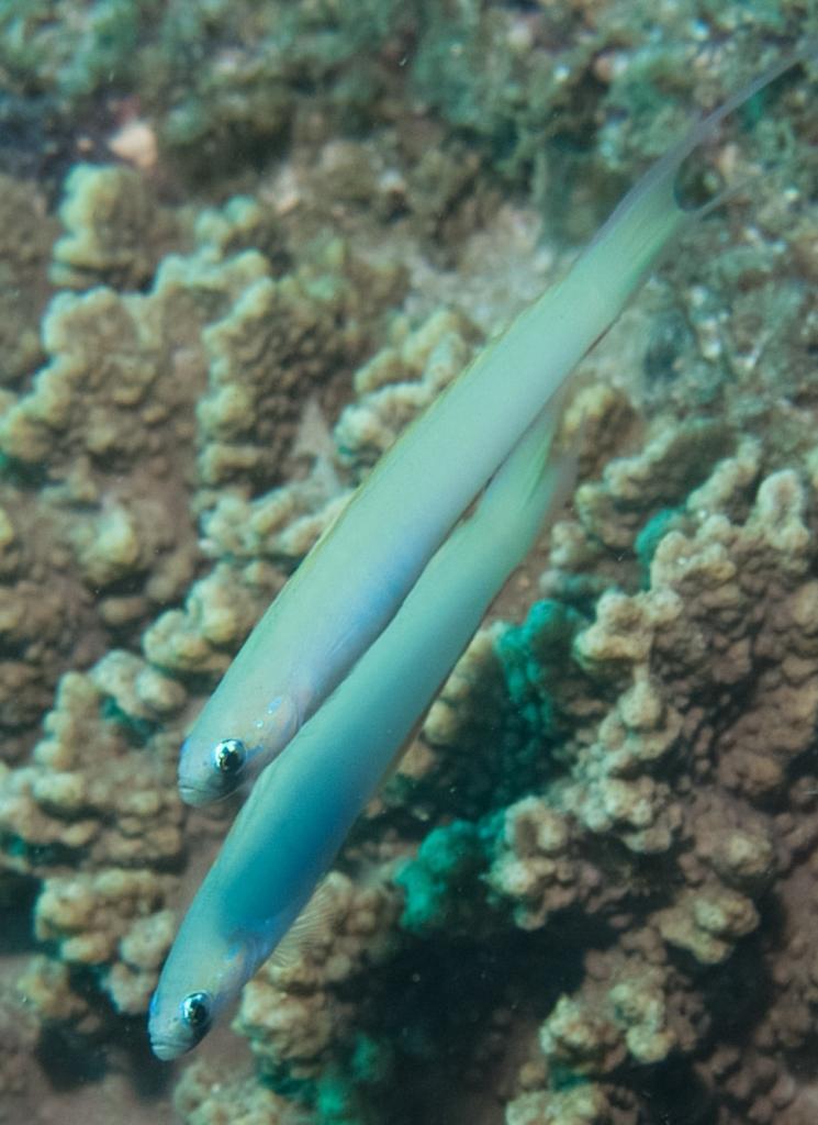 Monofin Dartfish