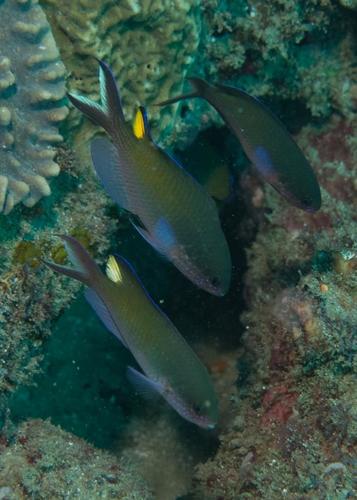 Lepidozygus tapeinosoma