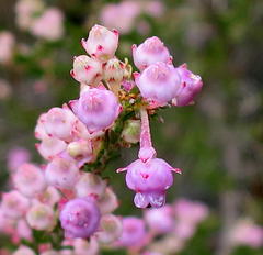 Erica selaginifolia