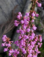Erica selaginifolia