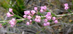Erica selaginifolia