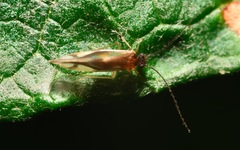 Caecilius fuscopterus