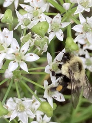 Bombus impatiens