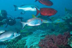 Plectorhinchus chubbi
